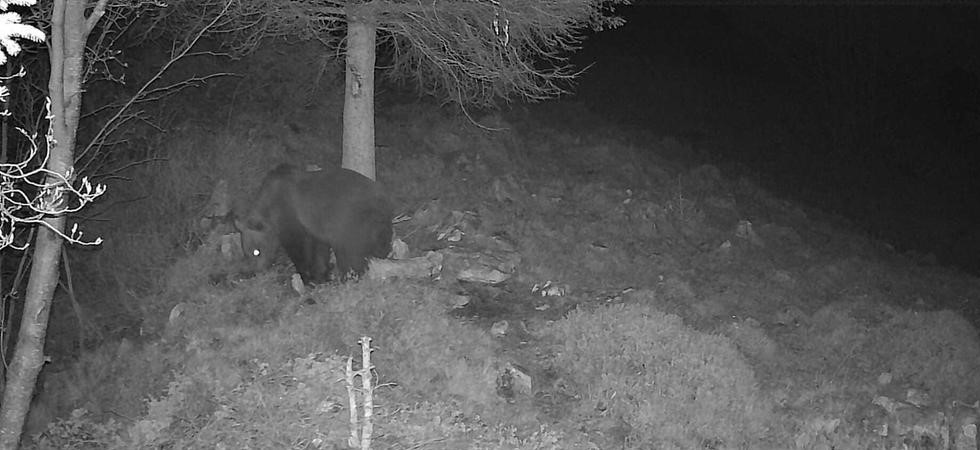 L’orso arriva in val Trompia: ecco quali sono e dove si trovano gli esemplari usciti dal Trentino